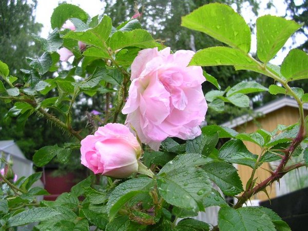 'Marga' rose photo