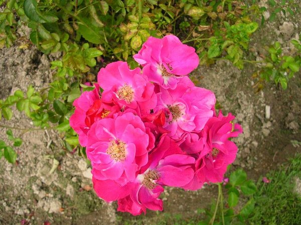 'Balsgårds Balder' rose photo