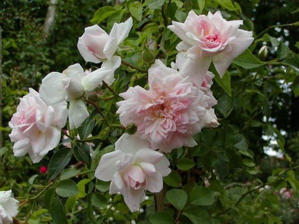'Anna Rübsamen' rose photo
