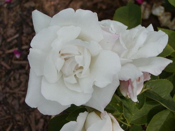 'Marguerite Guillard' rose photo