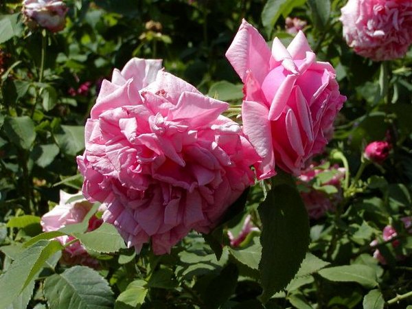 'Achille Gonod' rose photo