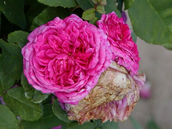 'Géant des Batailles' rose photo