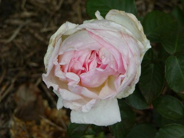 'Madame Fanny de Forest' rose photo