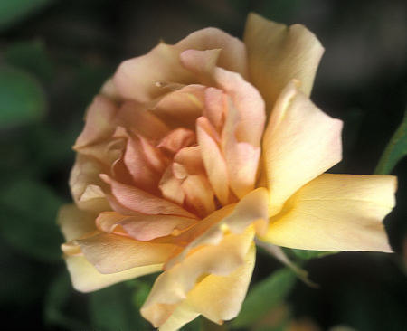 'Fortune's Double Yellow' rose photo