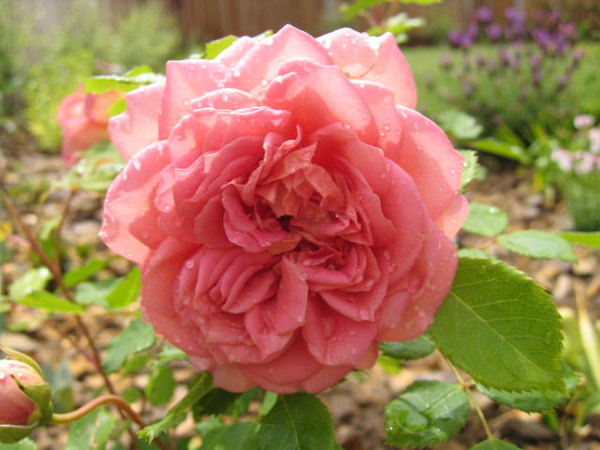 'Jubilee Celebration (shrub, Austin, 2002)' rose photo