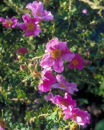 '<i>Rosa stellata</i> subspecies <i>mirifica</i> W.H. Lewis' rose photo