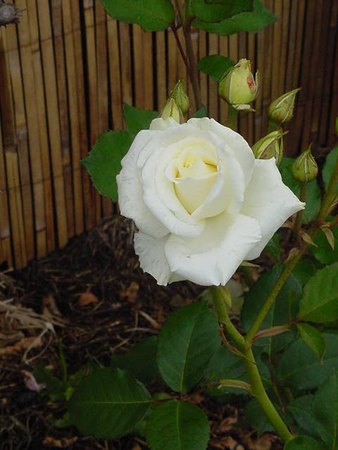 'White Spray ® (floribunda, LeGrice, 1968)' rose photo