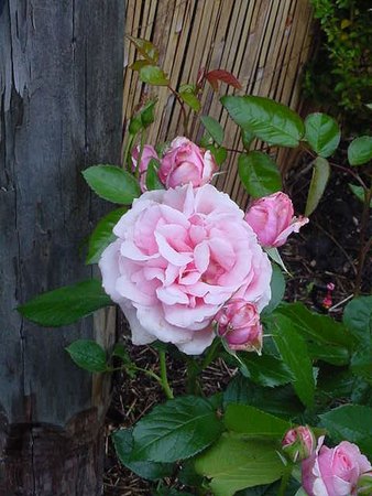 'Radox Bouquet' rose photo