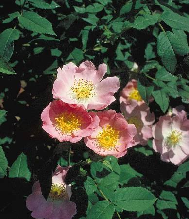 'Andersonii' rose photo