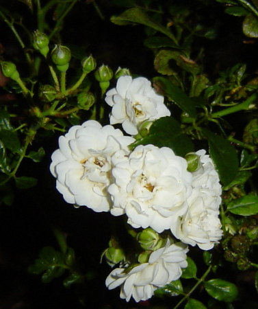'Crystal Fairy' rose photo