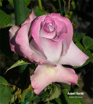 'Avant Garde® (hybrid tea, Schreurs, 2001)' rose photo