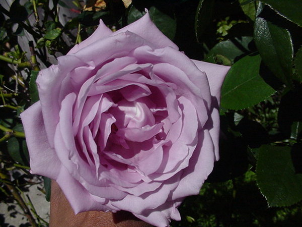 'Sterling Silver (Hybrid Tea, Fisher, 1957)' rose photo