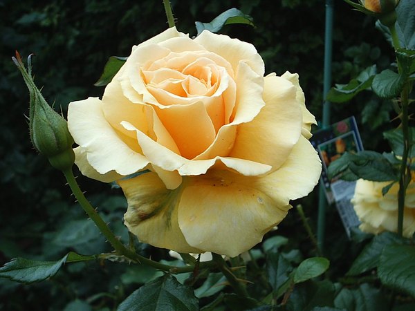 'Queen Wilhelmina (floribunda, Zary before 1996)' rose photo