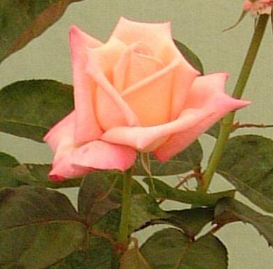 'Julia's Kiss' rose photo
