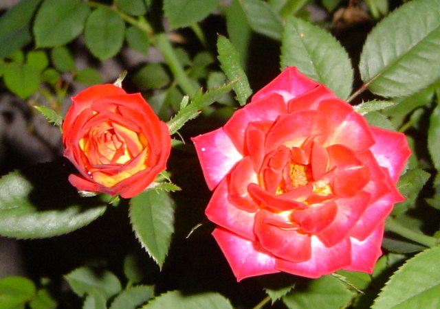 'Kristin (miniature, Benardella 1992)' rose photo