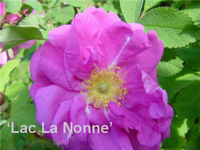 'Lac La Nonne' rose photo