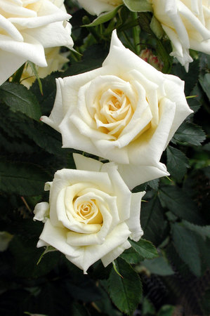 'ARDlinds' rose photo