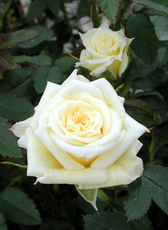'ARDlinds' rose photo