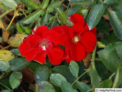 'Alpenglühen (floribunda, Tantau 1954)' rose photo