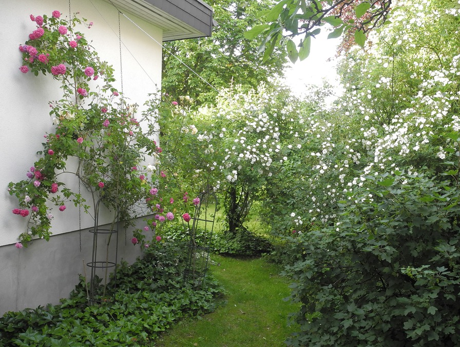 'Rose Garden In Bordesholm/Northern Germany'  photo