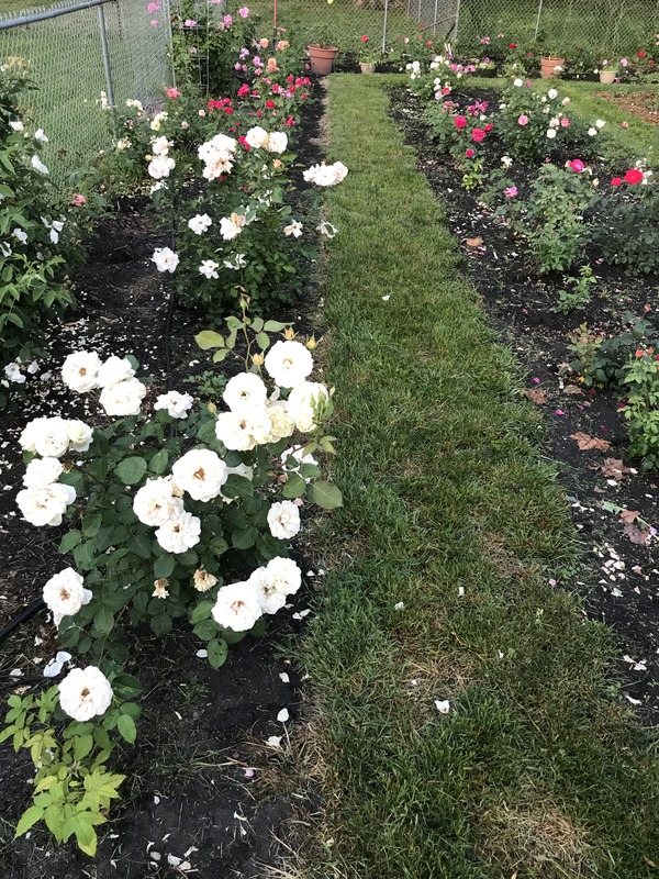 'Central Iowa Rose Garden'  photo