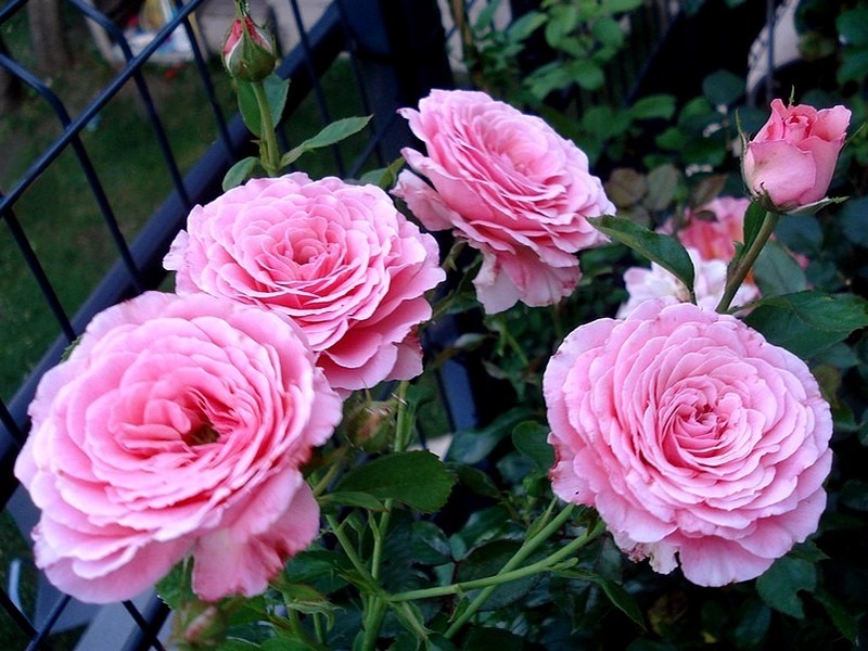 'Diane de Ribes ®' rose photo
