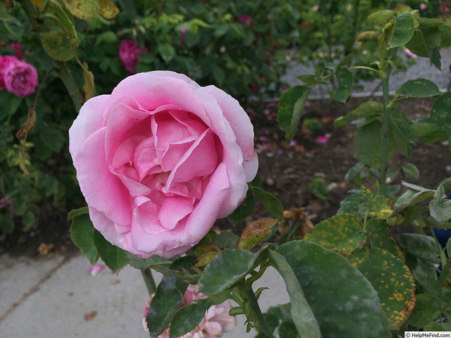 'Felbergs Rosa Druschki' rose photo
