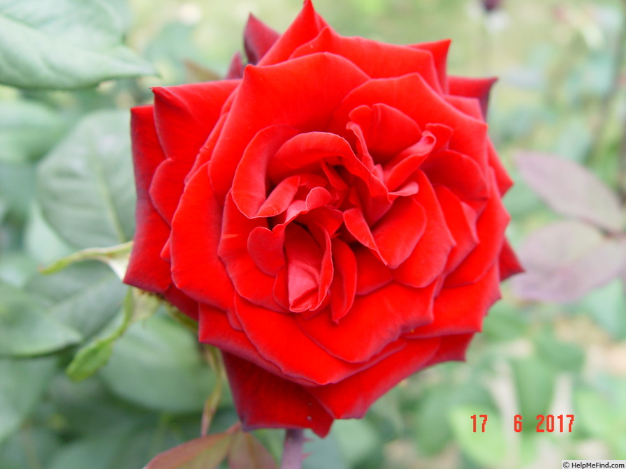 'Crimson Glory (hybrid tea, Kordes, 1935)' rose photo