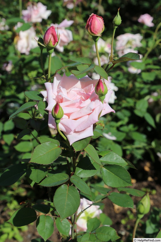 'Lady Ursula' rose photo