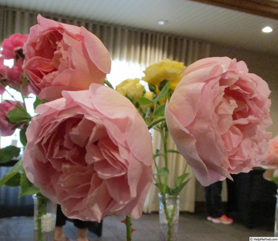 'April Love ™' rose photo