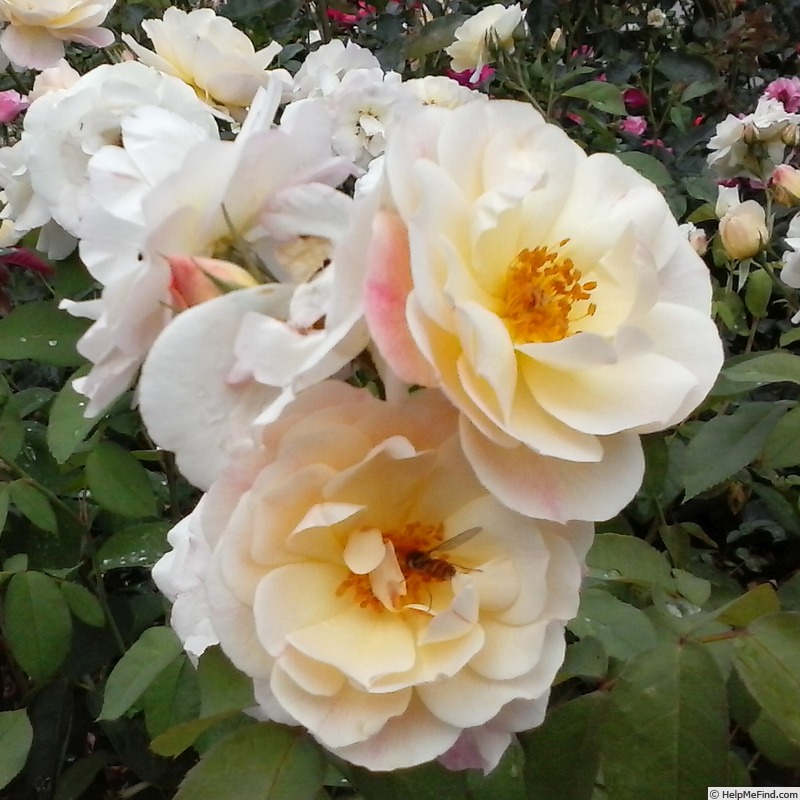 'Gocce d'Oro' rose photo