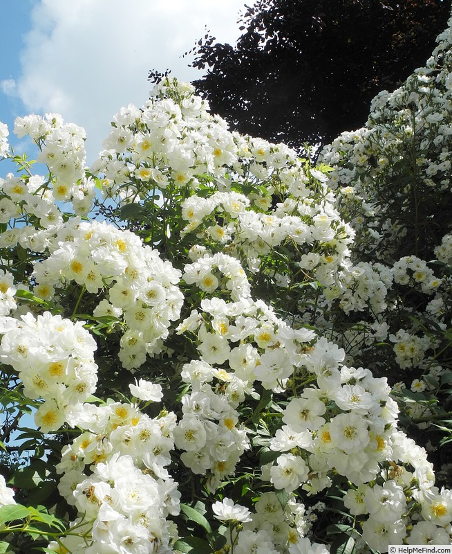 'Rambling Rector' rose photo