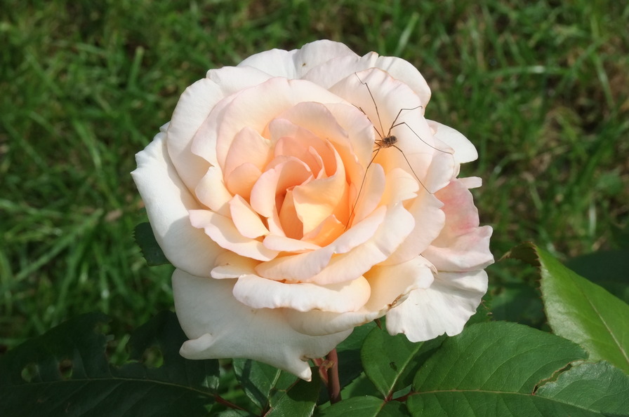 'Tresor du Jardin ®' rose photo