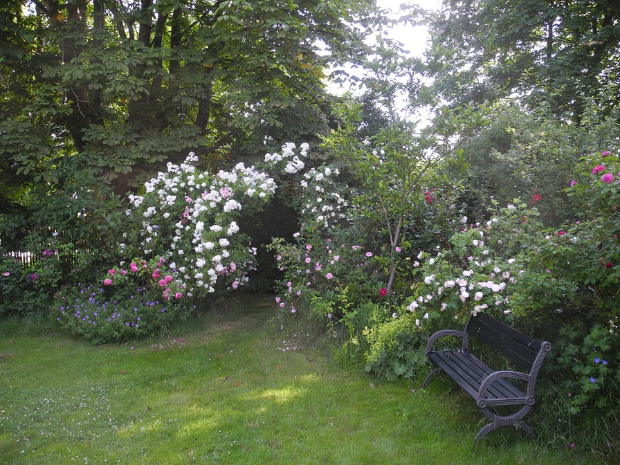 'Rose Garden In Bordesholm/Northern Germany'  photo