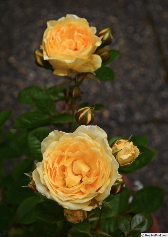 'Edith's Darling' rose photo