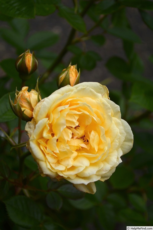 'Edith's Darling' rose photo