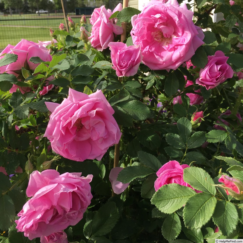 'Wasagaming' rose photo