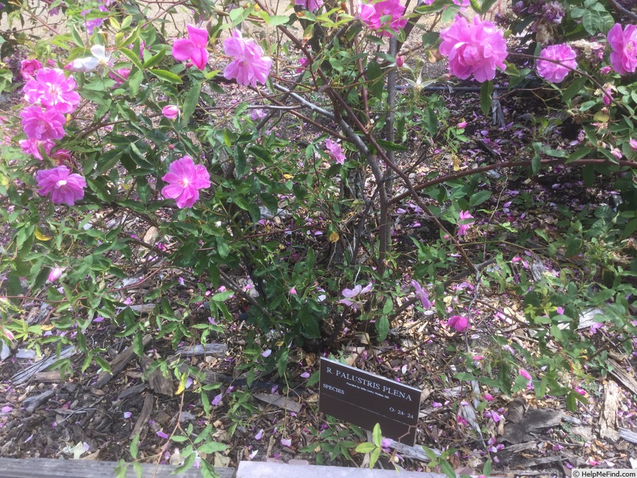 'R. palustris plena' rose photo
