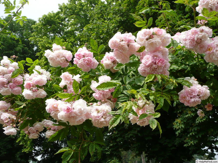 'Frau Helene Videnz' rose photo