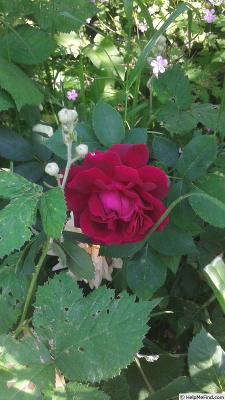 'Alfred Colomb (hybrid perpetual, Lacharme, 1865)' rose photo