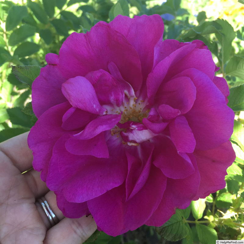 'Michel Trudeau' rose photo