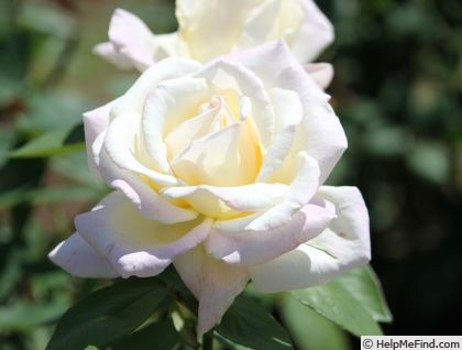 'Kaguyama' rose photo