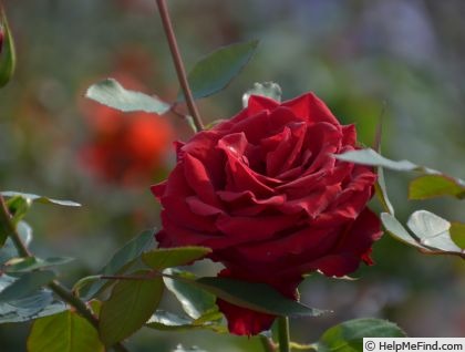 'Kanpai' rose photo