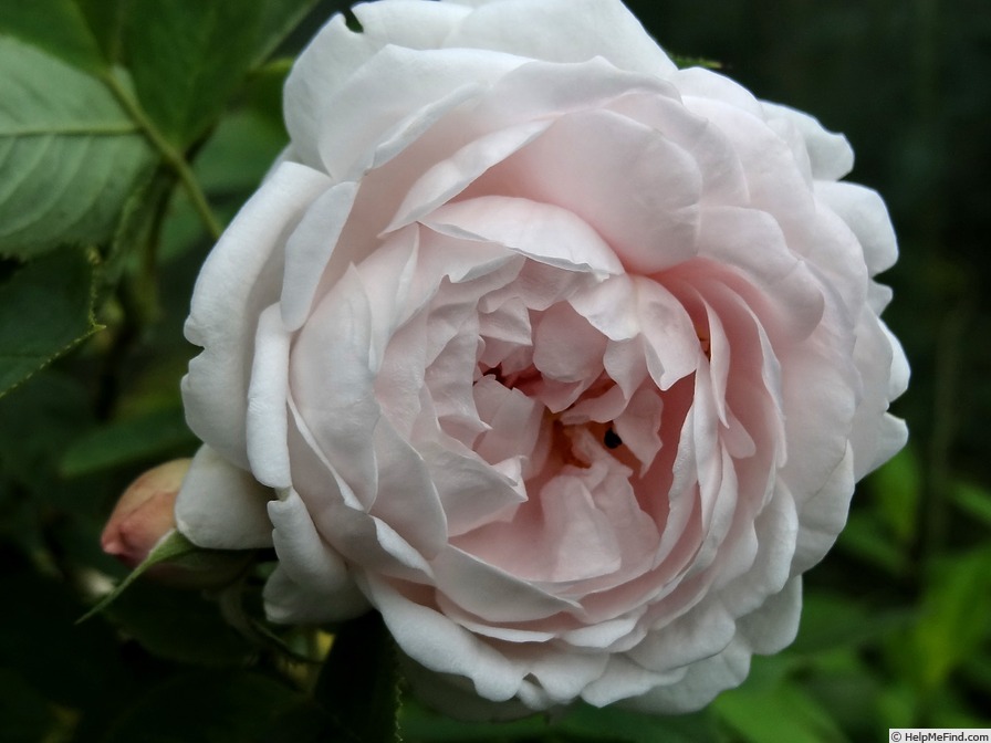 'Aennchen von Tharau (climber, Geschwind, 1885)' rose photo