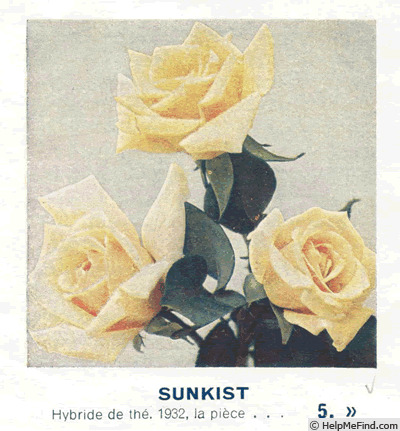'Sunkist (hybrid tea, Hill, 1932)' rose photo