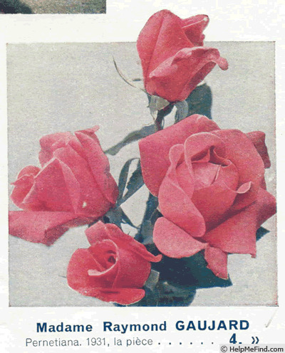 'Madame Raymond Gaujard' rose photo