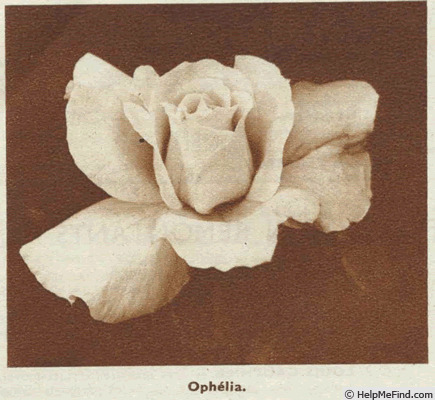 'Ophelia (hybrid tea, Paul, 1912)' rose photo