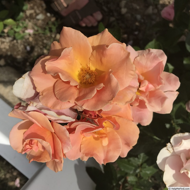 'Honey Nectar™' rose photo