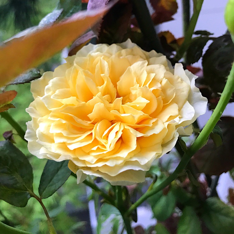 'Rikuhotaru' rose photo