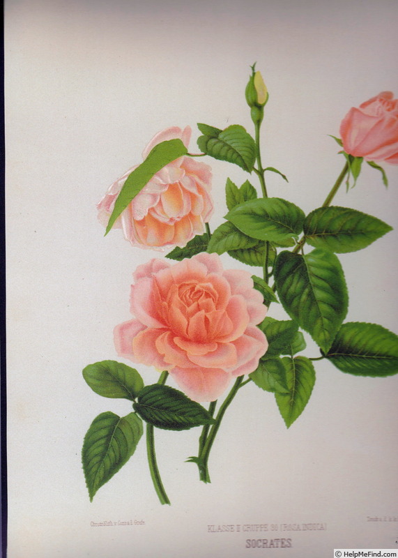 'Socrates (tea, Moreau-Robert, 1858)' rose photo